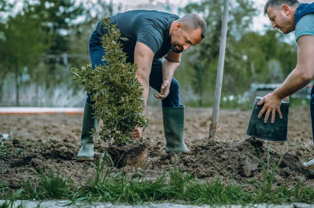 The Steps Involved in Our Tree Care Process in Branson, MO